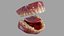 Gums Teeth and Tongue