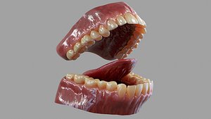 gums teeth 3D model