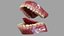 Gums Teeth and Tongue