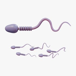 3D model Sperm Cell Anatomy