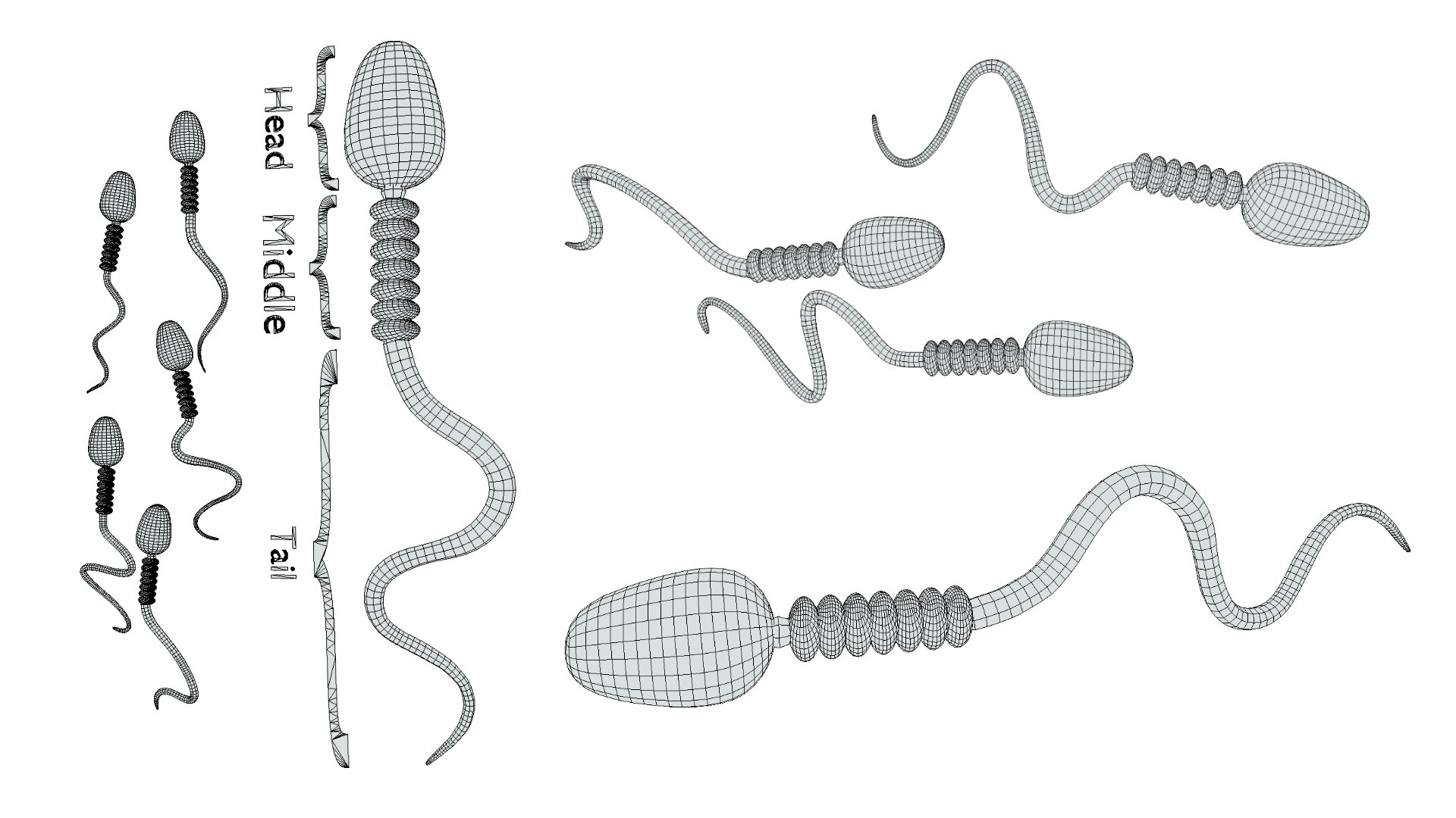 3D Model Sperm Cell Anatomy - TurboSquid 2135301