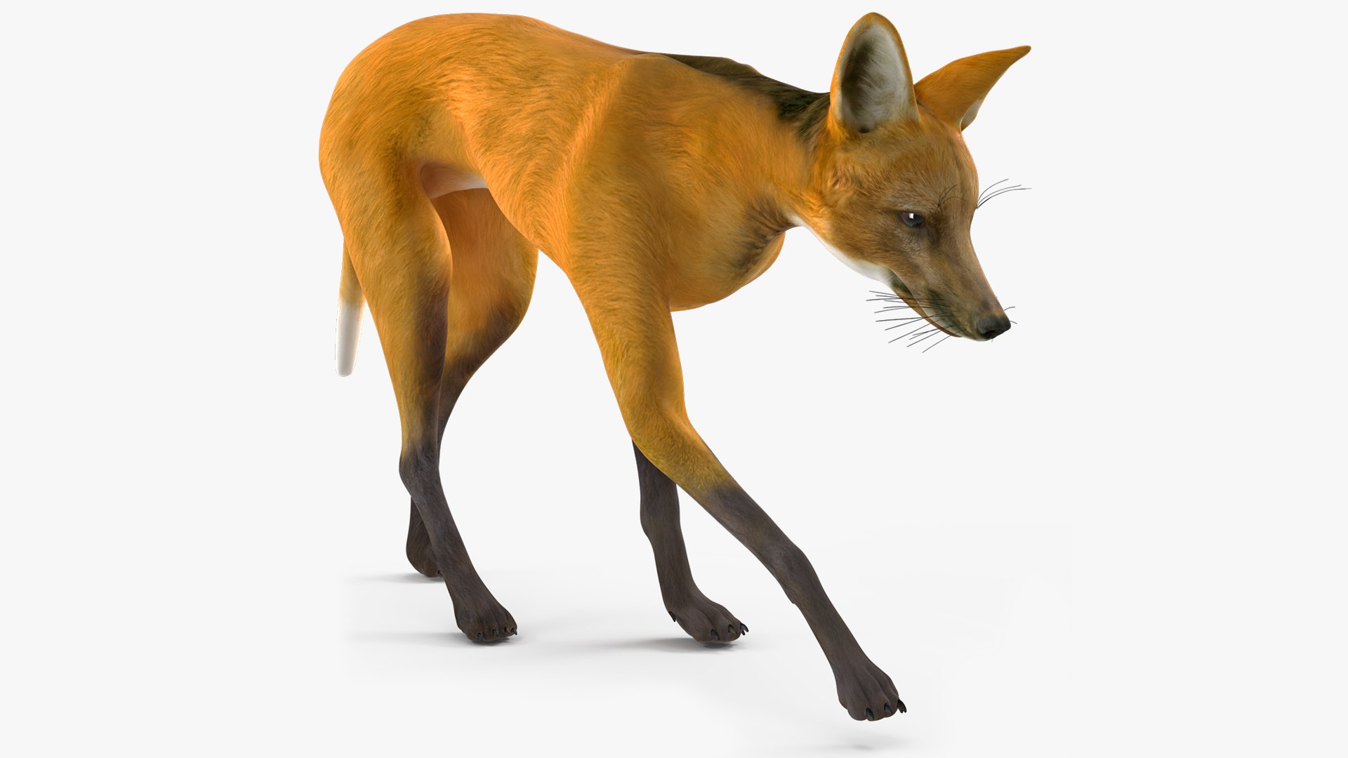 Chrysocyon Walking 3D model preview