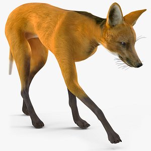 Chrysocyon Walking