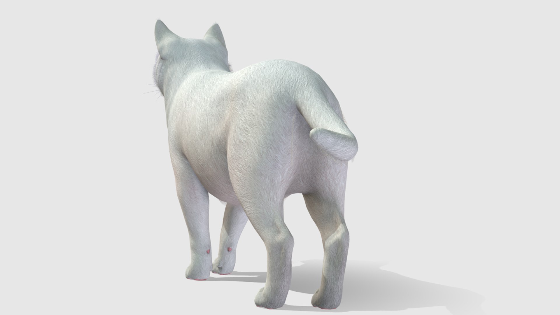 3D Model Cats - Fat - TurboSquid 2037131