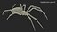 Argiope Trifasciata Spider model