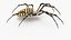 Argiope Trifasciata Spider model