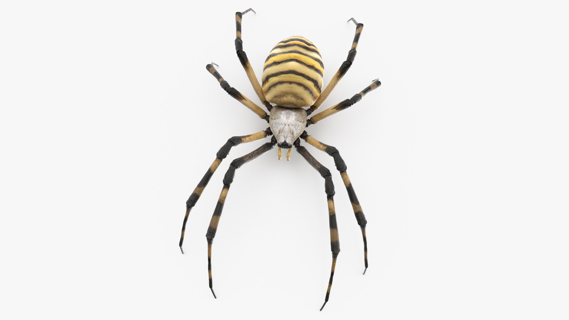Argiope Trifasciata Spider model https://p.turbosquid.com/ts-thumb/bu/QLgUey/No/argiopetrifasciataspidermb3dmodel001/jpg/1662796660/1920x1080/fit_q87/8636543bb08c2b915fc51bd5fbaf78dff85b0185/argiopetrifasciataspidermb3dmodel001.jpg