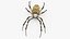 Argiope Trifasciata Spider model