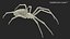 Argiope Trifasciata Spider model