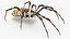 Argiope Trifasciata Spider model