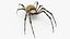 Argiope Trifasciata Spider model