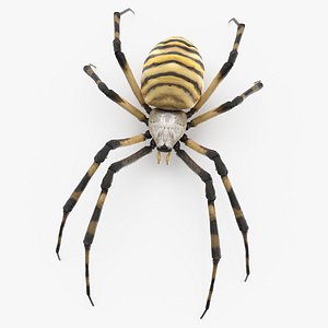 Argiope Trifasciata Spider model