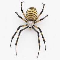 Argiope Trifasciata Spider