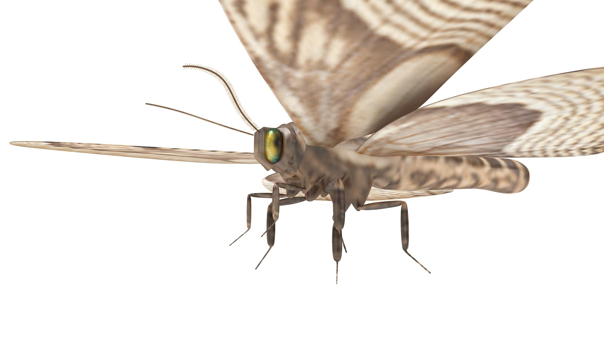 3D Owl Moth Model - TurboSquid 2012517