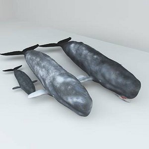3d ged sperm whales set