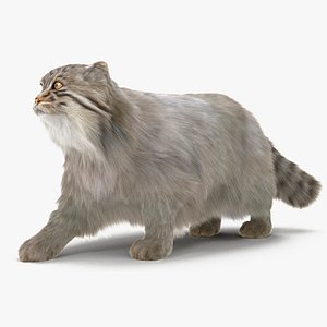 Manul Cat is Walking Fur