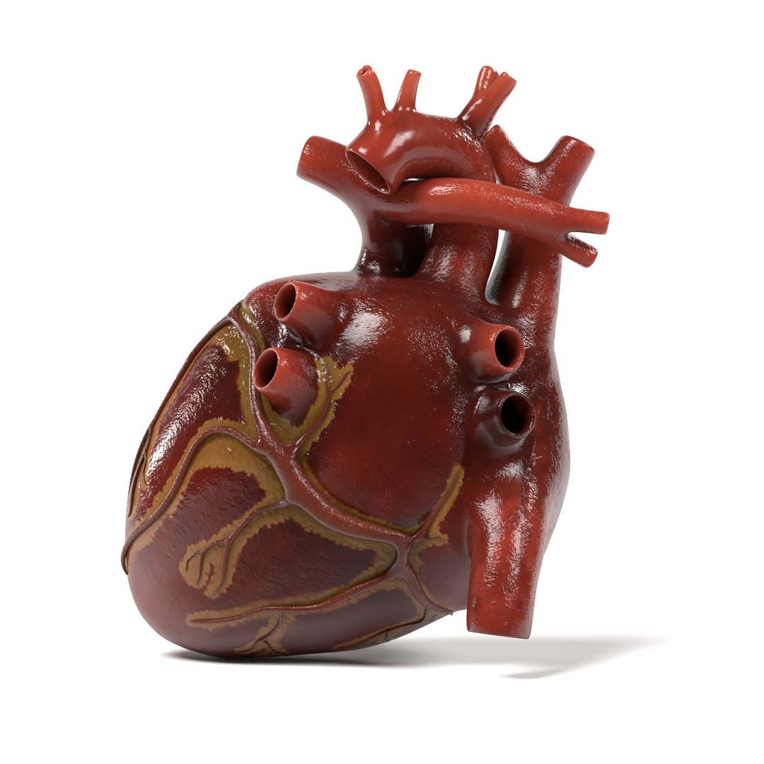 3d Human Heart Section