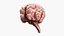 Cat Brain Anatomy Structure