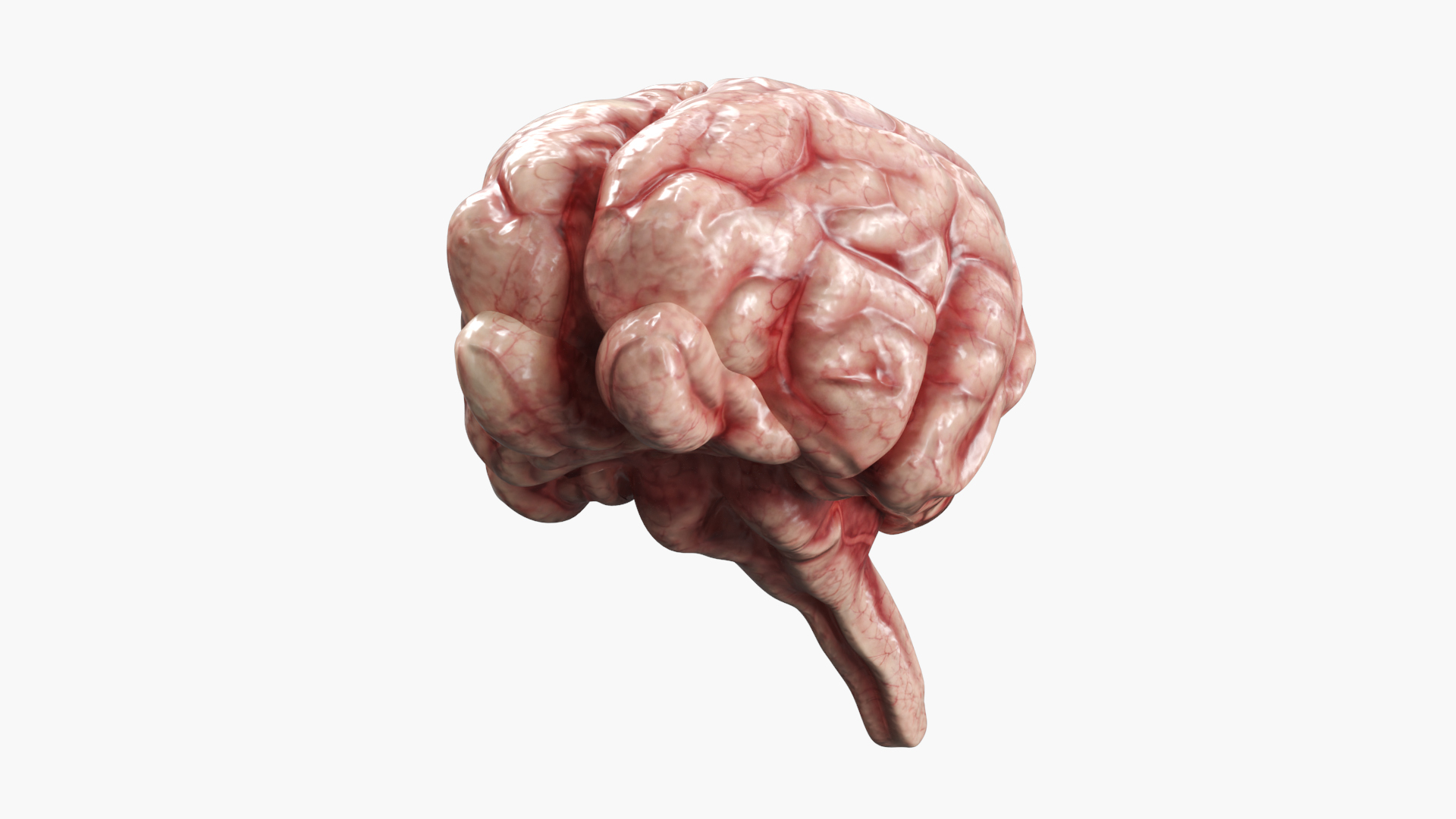 Cat Brain Anatomy Structure 3D model https://p.turbosquid.com/ts-thumb/bu/ty3flD/0j/cat_brain_anatomy_structure_360/jpg/1778112164/1920x1080/turn_fit_q99/ee06a3a2c90f121187f7e93efd614ab89e8ba13e/cat_brain_anatomy_structure_360-1.jpg