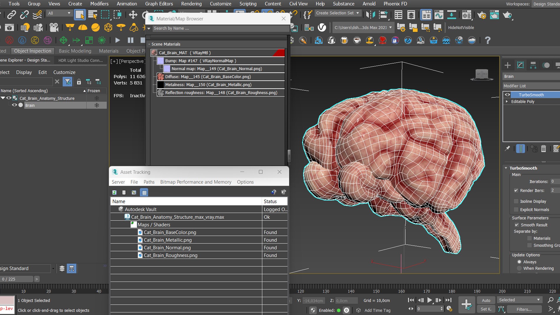 Cat Brain Anatomy Structure 3D model https://p.turbosquid.com/ts-thumb/bu/ty3flD/I3/cat_brain_anatomy_structure_013/jpg/1778112266/1920x1080/fit_q87/4270aa35a79360c8304df80bc0c2f7533073f446/cat_brain_anatomy_structure_013.jpg