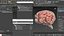 Cat Brain Anatomy Structure