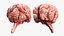 Cat Brain Anatomy Structure