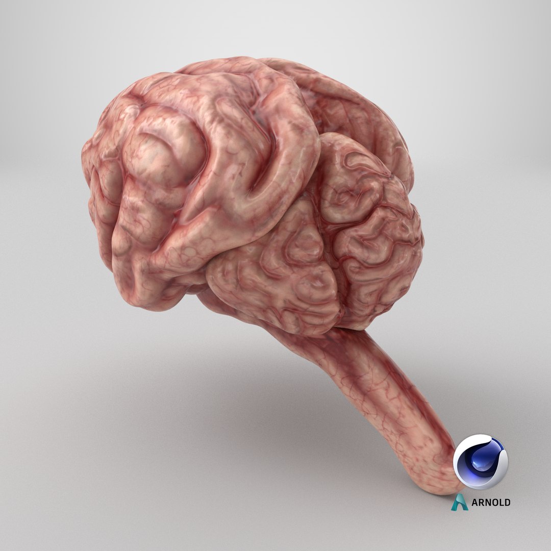 Cat Brain Anatomy Structure 3D model https://p.turbosquid.com/ts-thumb/bu/ty3flD/Qj/stemcell_cinema_4d_arnold_render/png/1778688350/1920x1080/fit_q87/5e936850807a2bde9a979cb45e865033f9a67f20/stemcell_cinema_4d_arnold_render.jpg