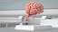 Cat Brain Anatomy Structure