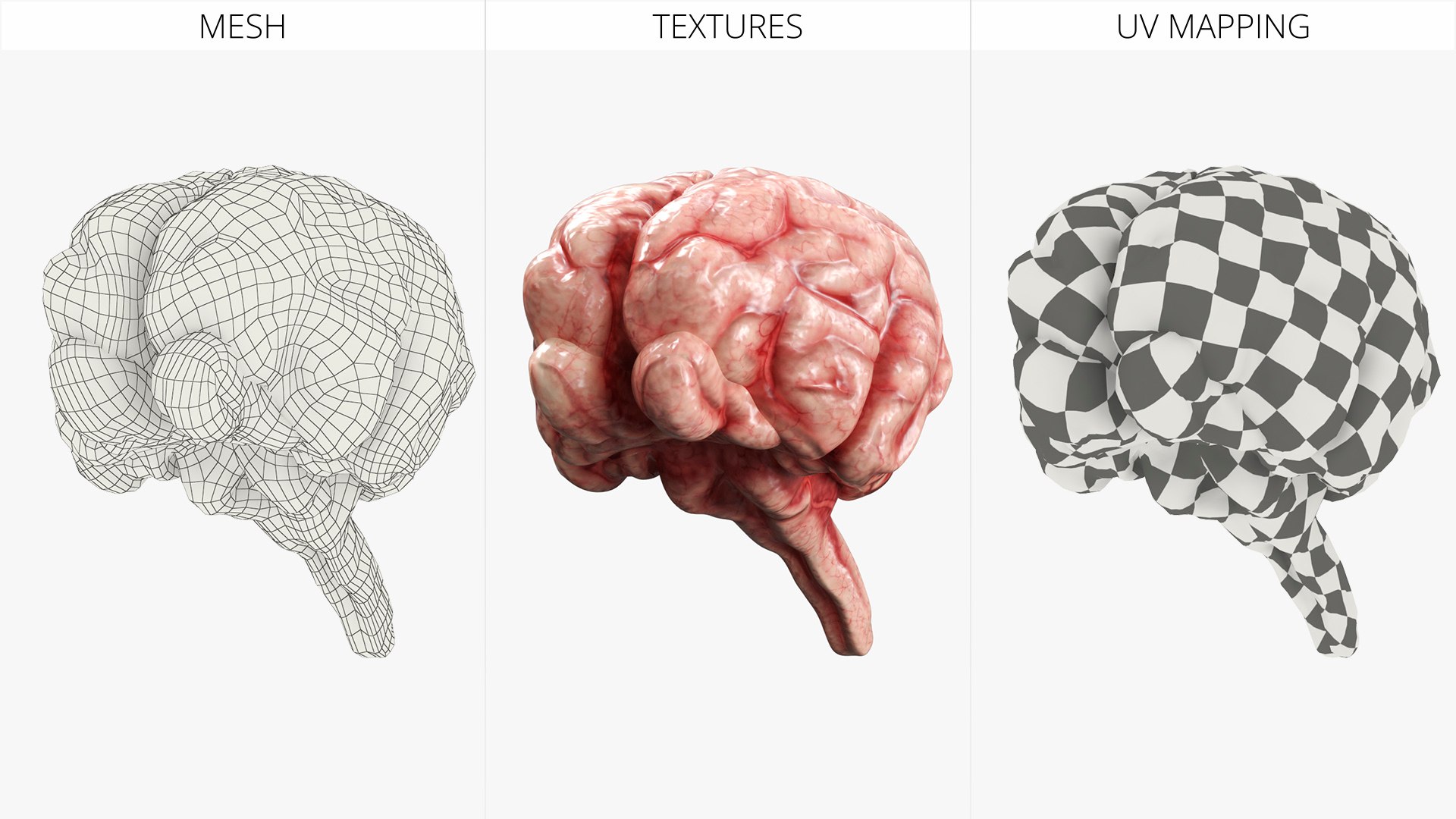 Cat Brain Anatomy Structure 3D model https://p.turbosquid.com/ts-thumb/bu/ty3flD/g7/cat_brain_anatomy_structure_007/jpg/1778112248/1920x1080/fit_q87/83dab6d4604ac6f72eb3b9a336e67f396799b5f3/cat_brain_anatomy_structure_007.jpg