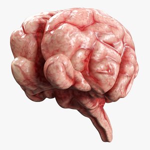 Cat Brain Anatomy Structure 3D model