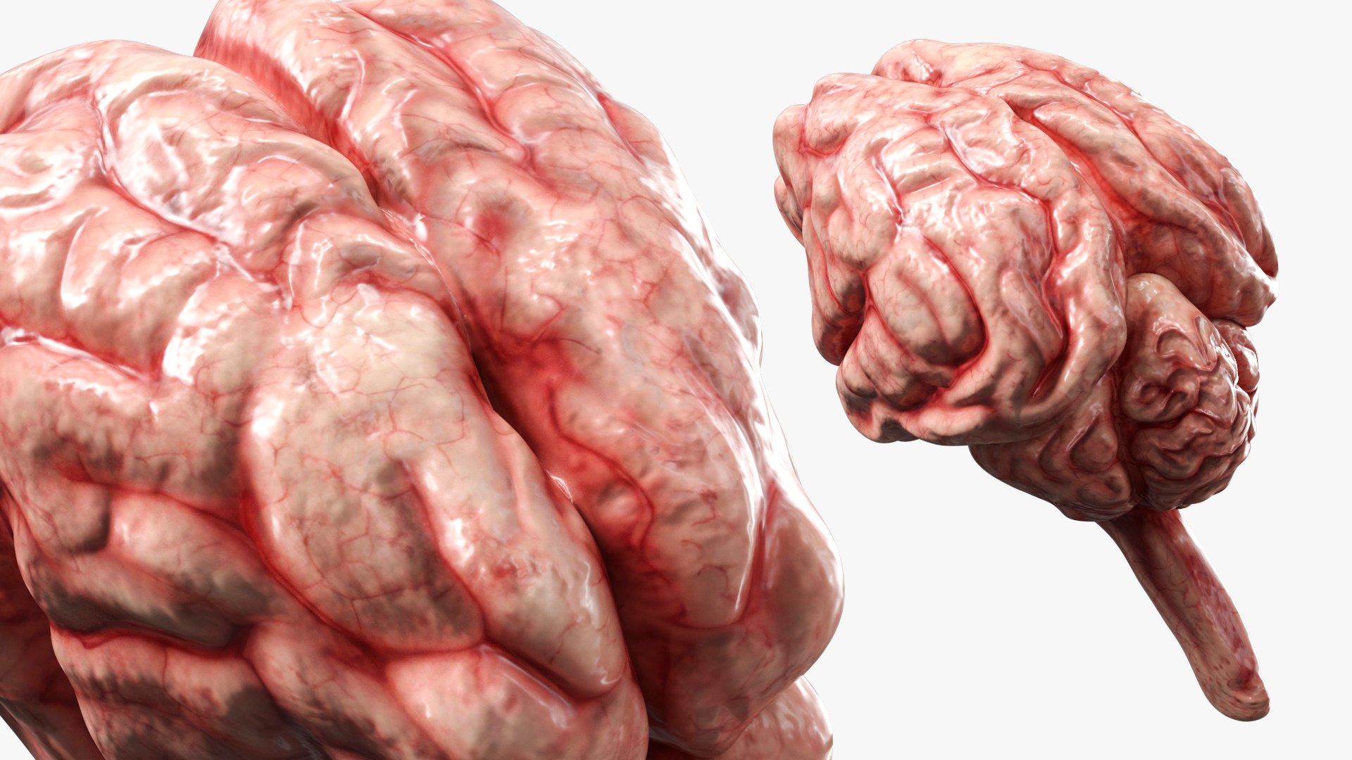 Cat Brain Anatomy Structure 3D model https://p.turbosquid.com/ts-thumb/bu/ty3flD/zr/cat_brain_anatomy_structure_004/jpg/1778112239/1920x1080/fit_q87/e7b91f94093afe32f2b58f53bd654282f2560123/cat_brain_anatomy_structure_004.jpg