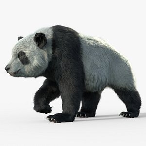 Giant Panda Houdini Rigged Animated