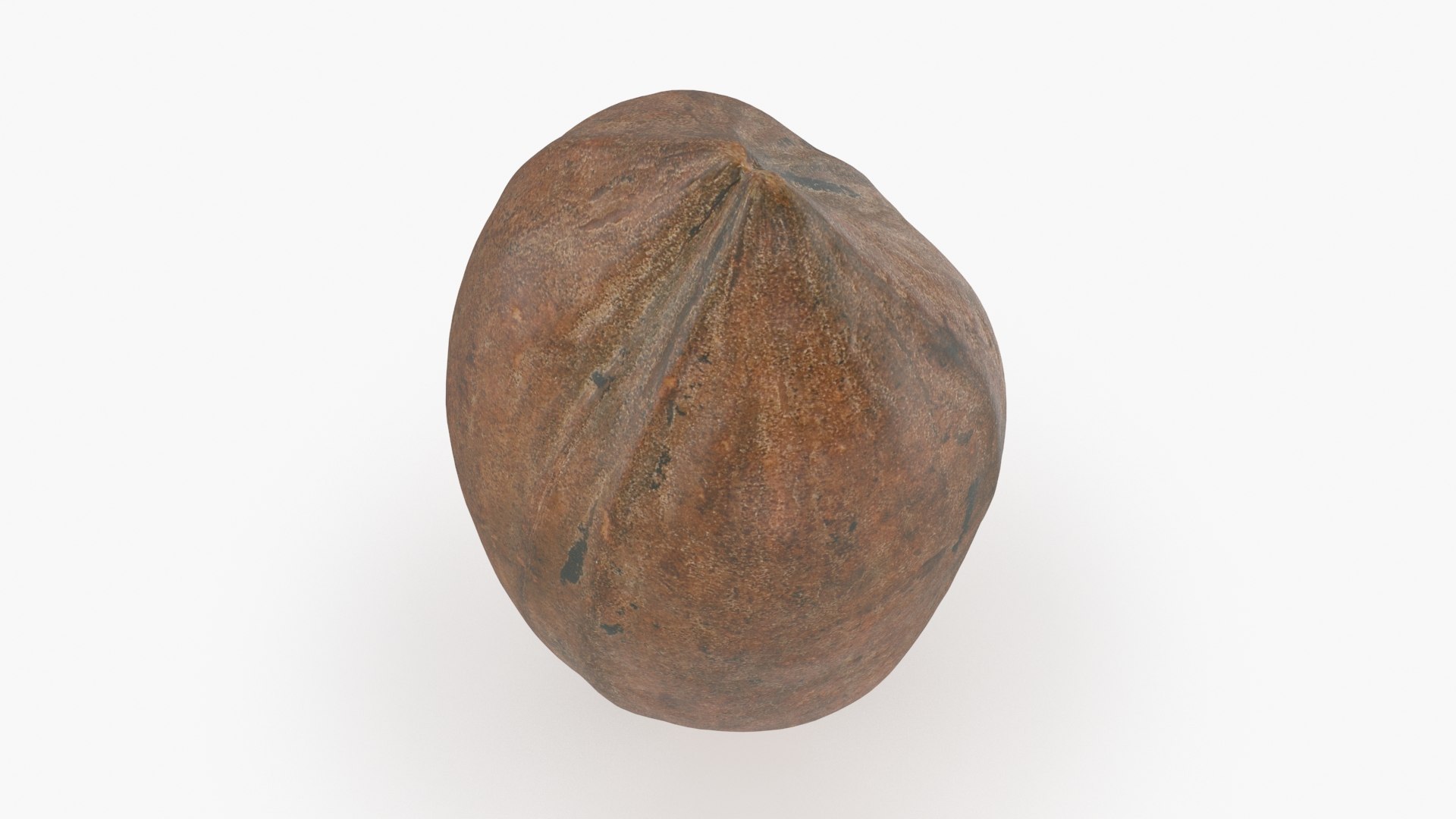 Pecan Shell 05 3D - TurboSquid 2023929