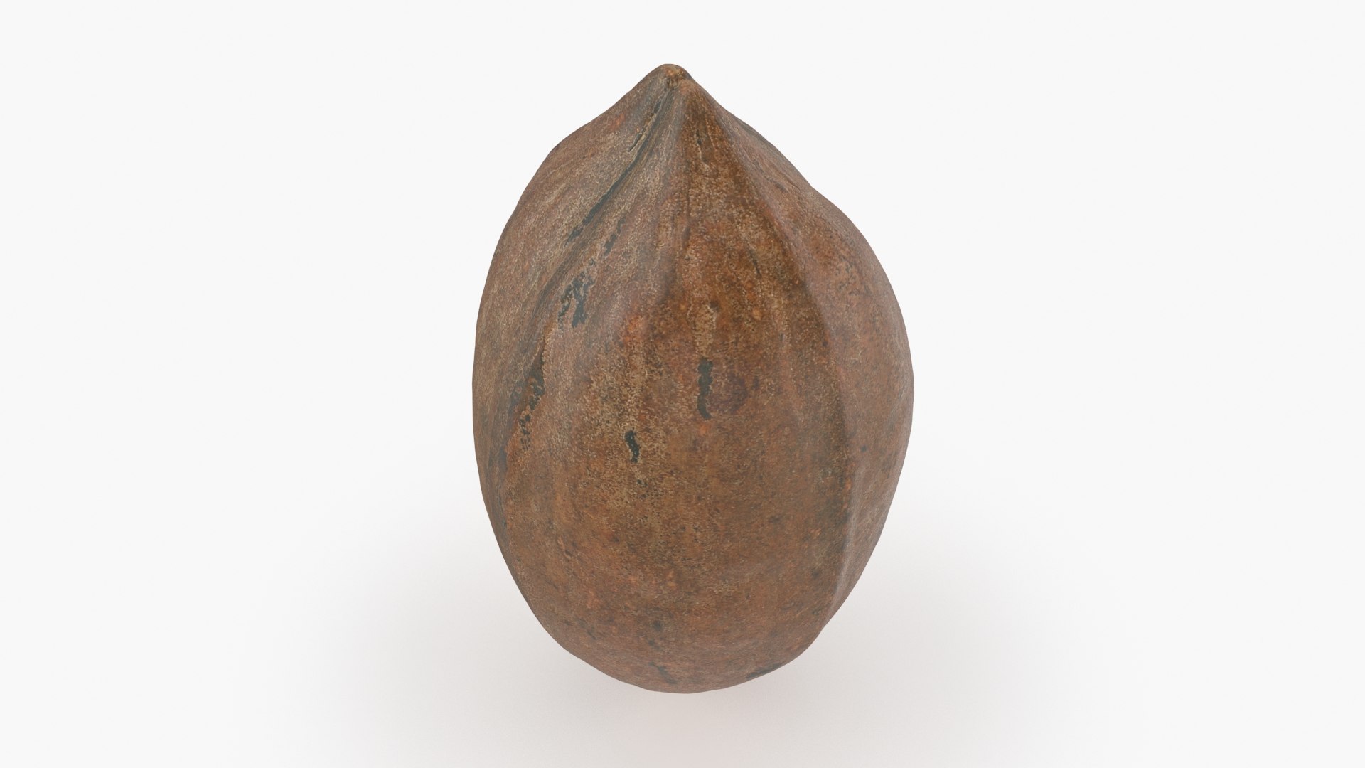 Pecan Shell 05 3D - TurboSquid 2023929