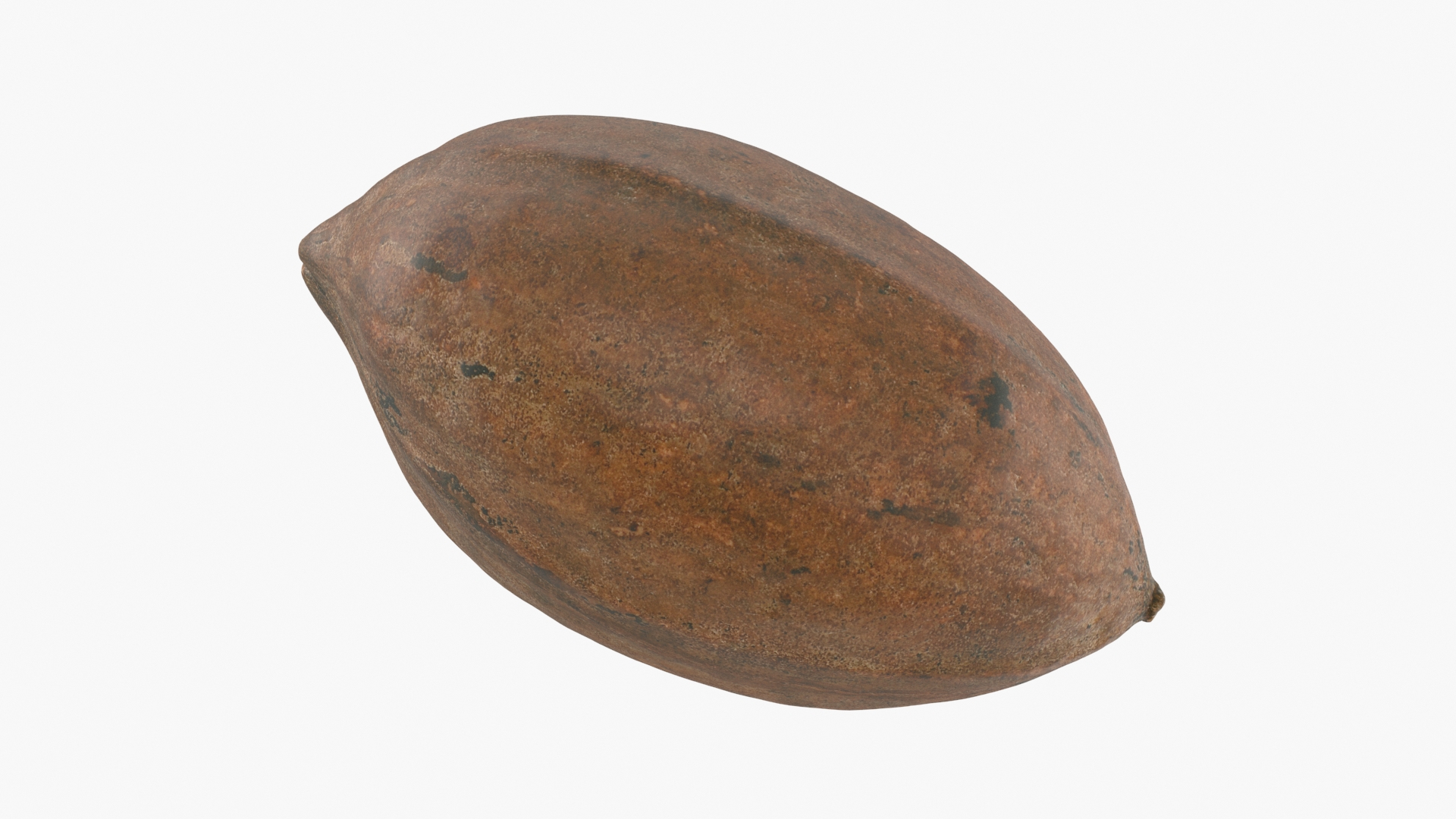 Pecan Shell 05 3D TurboSquid 2023929