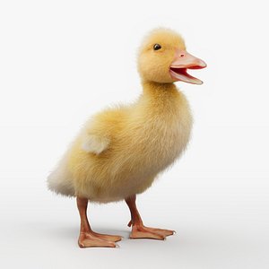 Duckling Photoreal 3D Model - Rigged Animated XGen Fur