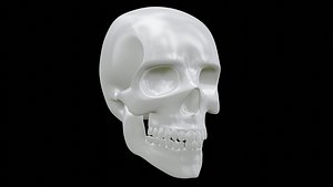 3D model human skull model