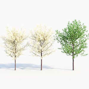 Prunus spinosa d model
