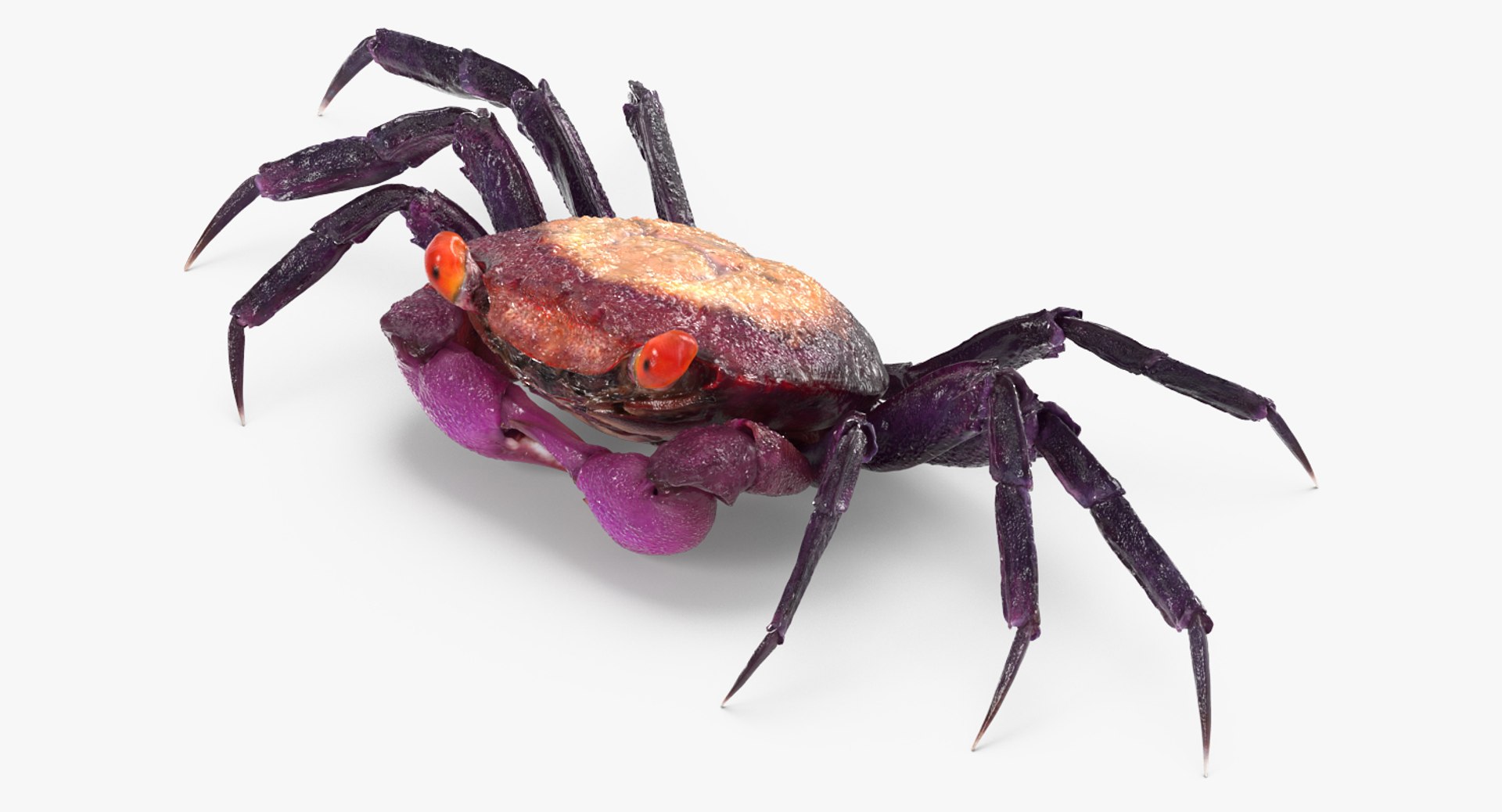Purple Vampire Crab Geosesarma 3D Model 3D model preview
