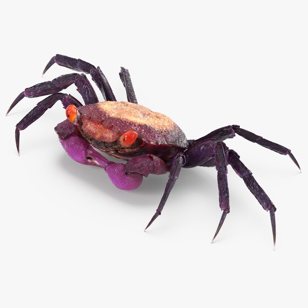 3d purple vampire crab geosesarma model