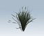 Grass