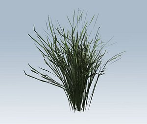 Grass