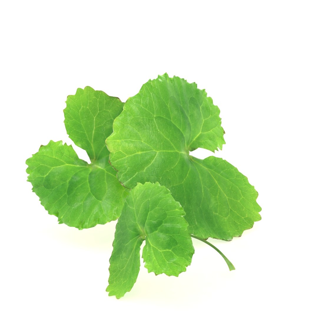 3D hydrocotyle centella asian https://p.turbosquid.com/ts-thumb/bv/OeVQdS/Jm/1/jpg/1784393179/1920x1080/fit_q87/78c595815e750cb125b803982973791090a3720c/1.jpg