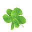 Hydrocotyle Centella Asiatisches Blattgesundheitskraut