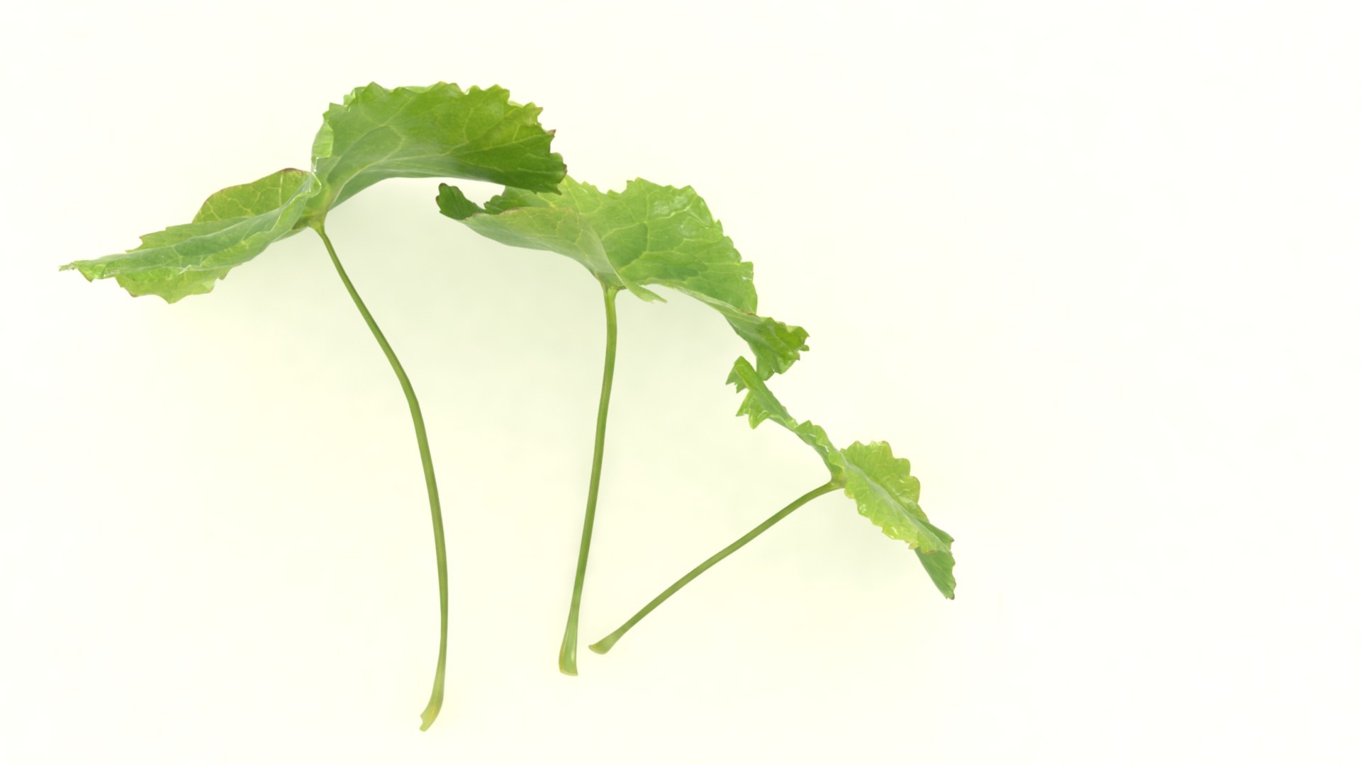 3D hydrocotyle centella asian https://p.turbosquid.com/ts-thumb/bv/OeVQdS/LM/4/jpg/1619592701/1920x1080/fit_q87/8ab270632f684424c0b7ce525595329d01d37b7c/4.jpg
