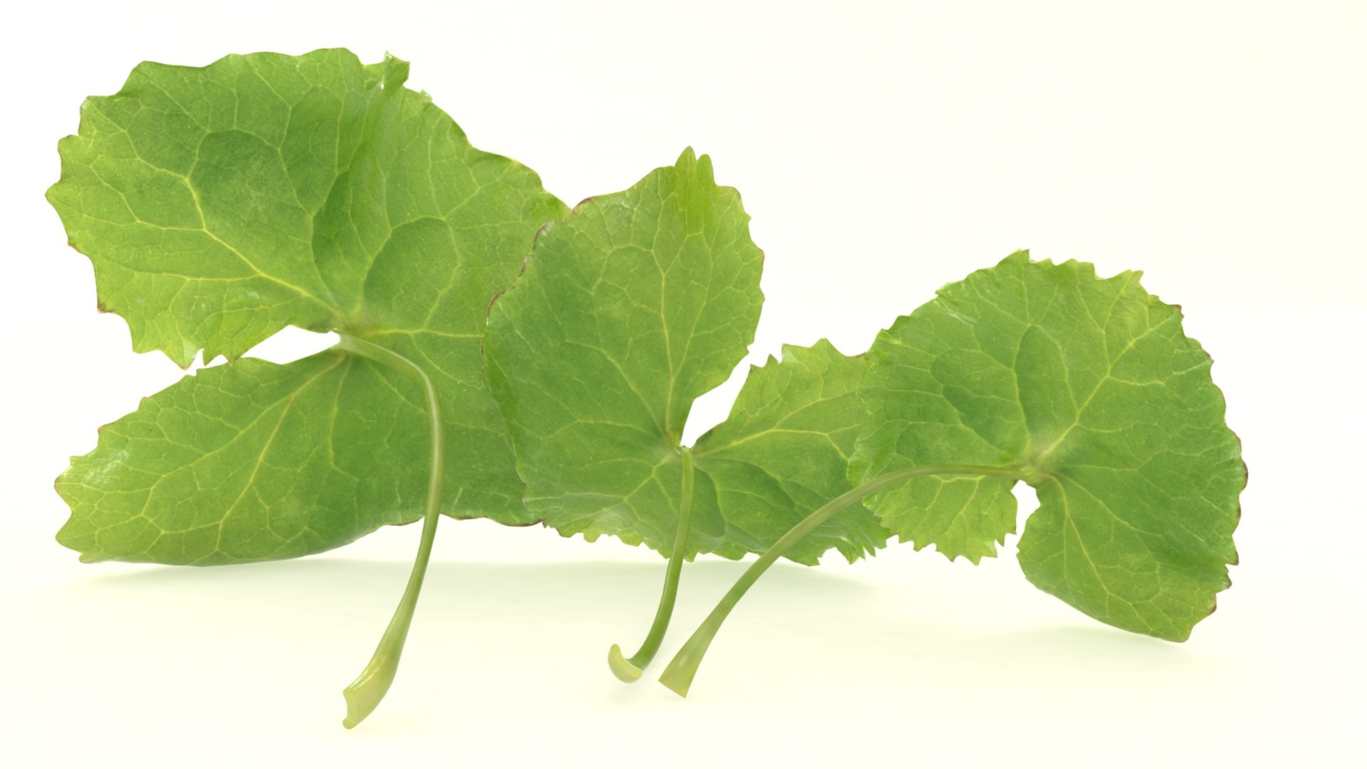 3D hydrocotyle centella asian https://p.turbosquid.com/ts-thumb/bv/OeVQdS/eQ/3/jpg/1619592702/1920x1080/fit_q87/e6fdb3b49e1daa8302355d6420c12458c1d51f21/3.jpg