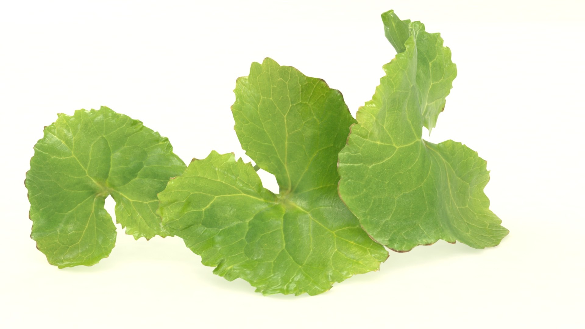 3D hydrocotyle centella asian https://p.turbosquid.com/ts-thumb/bv/OeVQdS/jq/2/jpg/1619592214/1920x1080/fit_q87/ab4be82fe44b6bd199c4371a6276cda99b8f3aeb/2.jpg