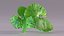 Hydrocotyle Centella Asiatisches Blattgesundheitskraut