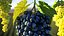 Colección de uvas 6