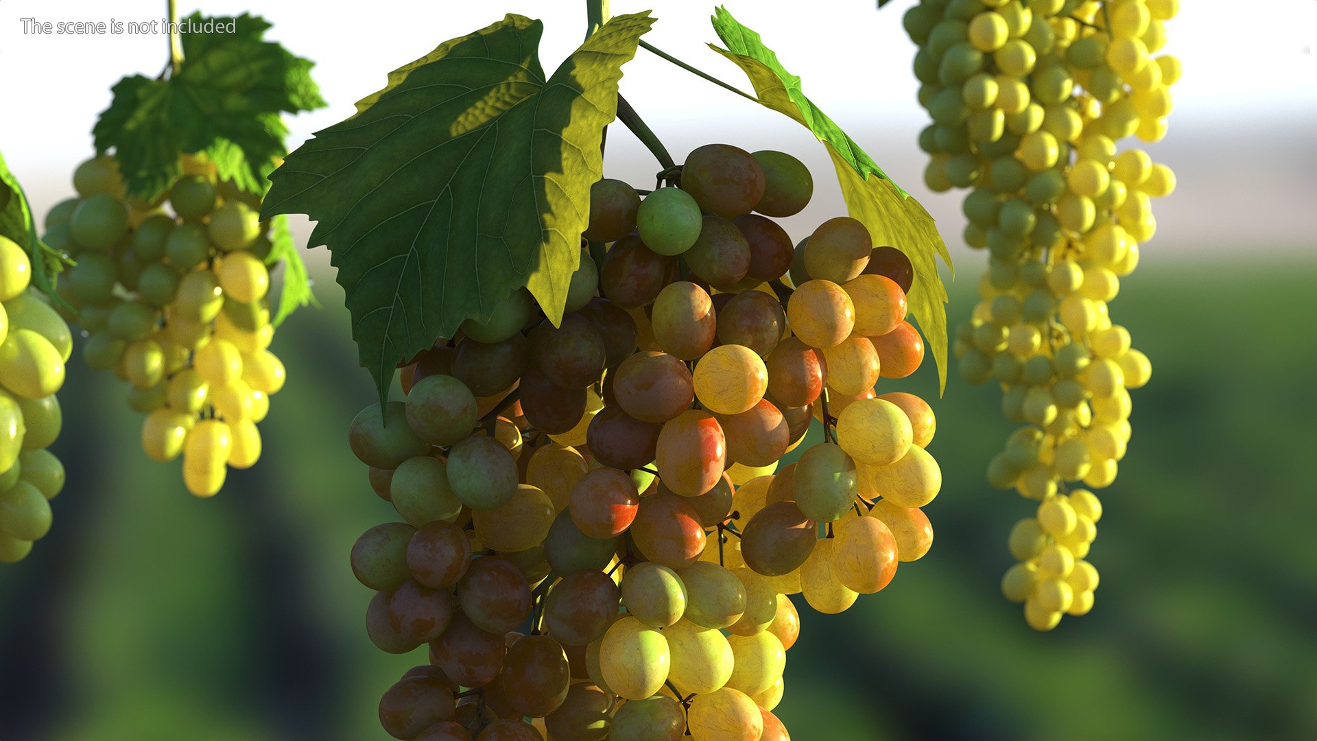 Grapes Collection 6 3D model https://p.turbosquid.com/ts-thumb/bv/TRq6Qz/2C/grapes_collection_6_004/jpg/1709644369/1920x1080/fit_q87/239194149d06abd4f2113aaa5a2ec7bad12e5a04/grapes_collection_6_004.jpg